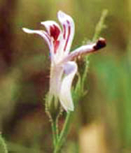 Andrographis flower