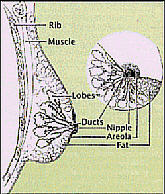 Breast anatomy