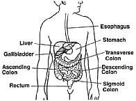 Anatomy of the lower G.I. tract