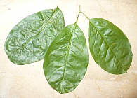 Ajo Leaf