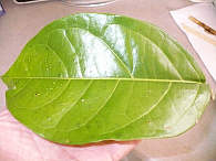 Ajo Leaf