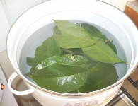 Ajo Leaves in the Pot