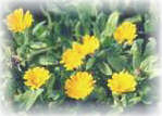 Calendula (Calendula officinalis, or
 'pot marigold')