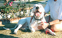 Dogo Argentino