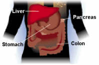 Relation locations of liver, colon, stomach & pancreas