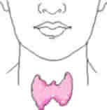 Thyroid Gland