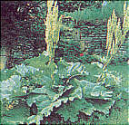 Turkey Rhubarb