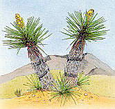Yucca Schidegera