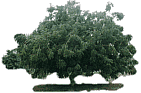 Neem Tree