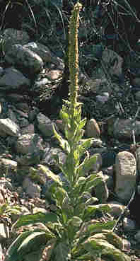 mullein_leaf.jpg