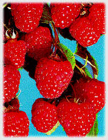 Raspberries