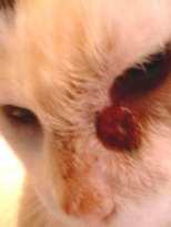 Elmo - when first diagnosed with squamous cell carcinoma