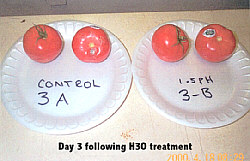 Tomato Test - 3 days following H3O treatment