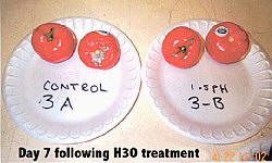 Tomato Test - 7 days following H3O treatment