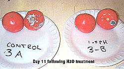 Tomato Test - 11 days following H3O treatment