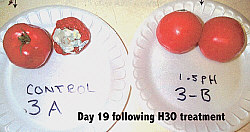 Tomato Test - 19 days following H3O treatment